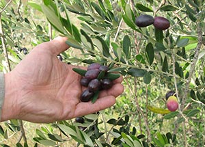 Olives sur l'olivier